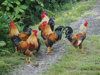 Group of roosters on the farm