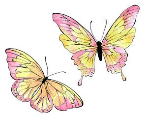 Set of Watercolor pink Butterfly, isolated on white background