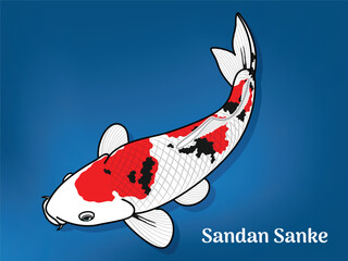 Vector image of Fancy carp or "koi". This's Varieties are called "Sandan Sanke". Illustration for children's learning