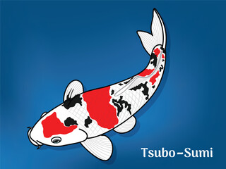 Vector image of Fancy carp or "koi". This's Varieties are called "Tsubo-Sumi". Illustration for children's learning