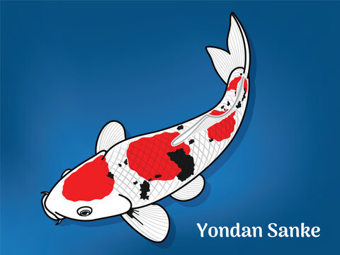 Vector image of Fancy carp or "koi". This's Varieties are called "Yondan Sanke". Illustration for children's learning
