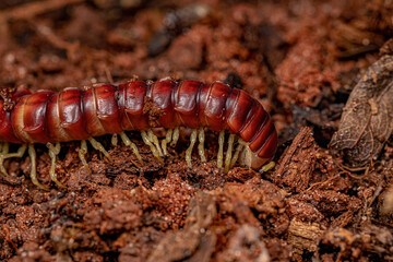 Red Flat-backed Millipede