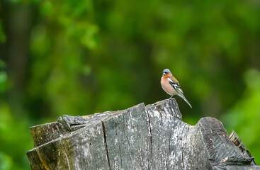 Ścięte drzewo na zielonym rozmytym tle, na którym siedzi ptaszek zięba zwyczajna natura