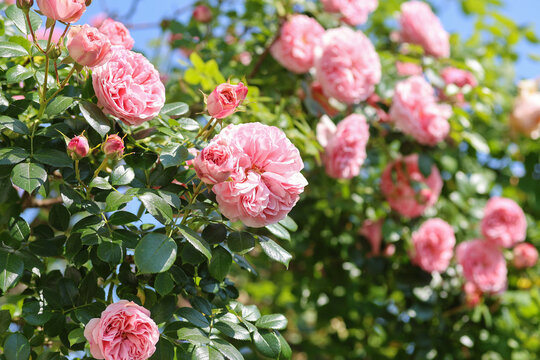 Relaxing cottage garden scene showing beautiful english climbing roses in summer sunshine.