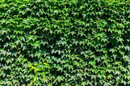 green ivy background