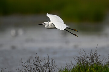 Little egret // Seidenreiher (Egretta garzetta) - Axios Delta, Greece