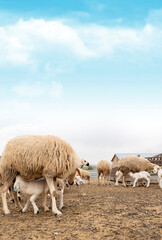 Fototapeta premium Herd of sheep. Baby lambs suckling milk from its mother sheep. Feeding baby farm animals. Livestock farm concept vertical image with copy space. Countryside life.