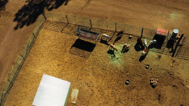 Aerial Panning Shot Of Goats Grazing By Fence On Sunny Day, Drone Ascending Over Rural Landscape - Big Bear, California