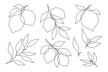 Set of one line minimalistic lemon branches and leaves. Branches with lemons and leaves for menu, posters, invitations, web.