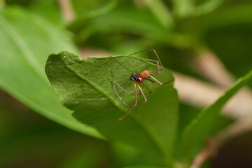 Close-up of spider with long legs in its natural environment, Danubian wetland, Slovakia