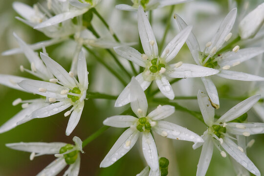 Close-up of bloosoming wild garlic in early spring, Danubian wetland, Slovakia