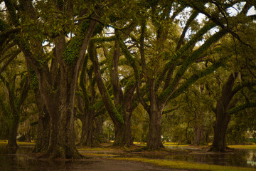 Southern live oak tree forest in Uptown New Orleans