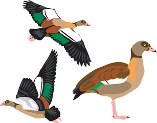 Egyptian goose - vector illustration