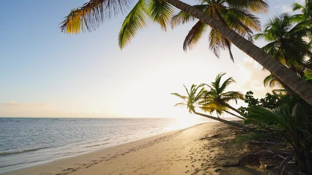 Sunset on a wild palm beach. Dominican Island in the Atlantic Ocean. Waves on the sand of the sea coast. Natural tropical landscape with sandy beach. Summer evening on the beach of Palm Island. Dusk.