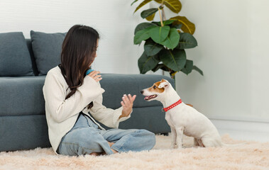 Asian young happy cheerful female owner sit smiling on fluffy carpet floor using toy ball treat training best friend companion dog white short hair jack russell terrier shaking hand in living room