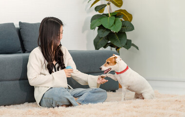 Asian young happy cheerful female owner sit smiling on fluffy carpet floor using toy ball treat...