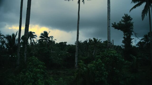A lush forest with palm trees on an island in the Philippines