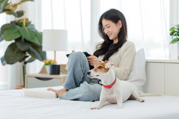White short hair parson jack russell terrier dog laying lying down on bed with Asian young cheerful...