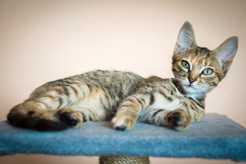 a tabby kitten with long ears lies on a cat stand and looks directly into the camera