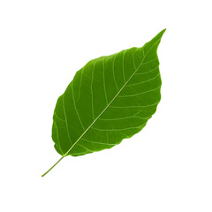 green leaf isolated on transparent background, png format