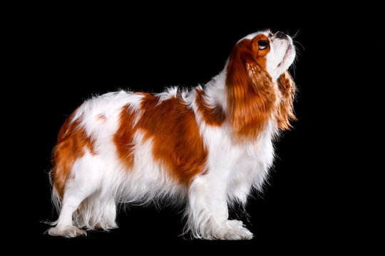 Cavalier King Charles Spaniel