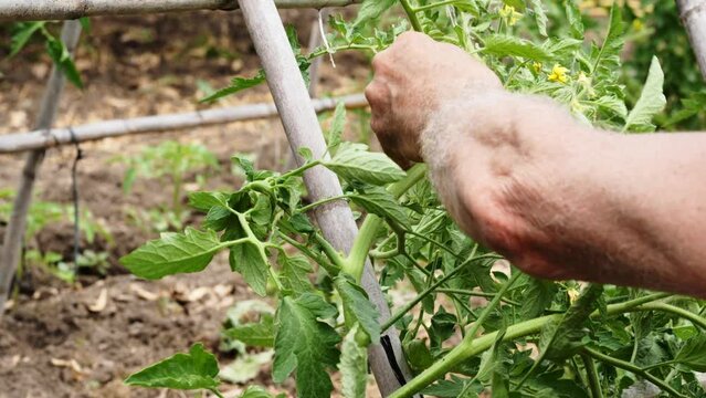 A farmer's hands pruning branches from a tomato plant and tying it up to make it grow. Selective focus