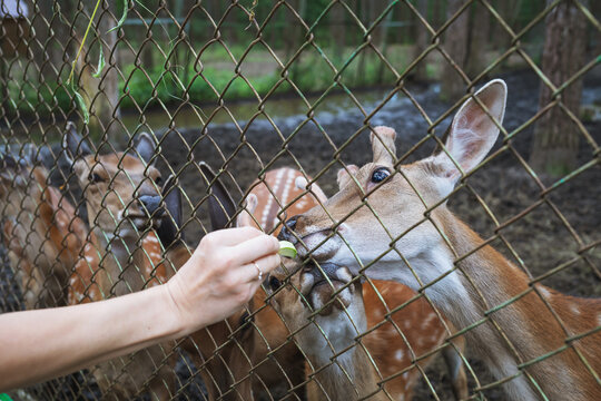 A man feeds deer in the park through the net