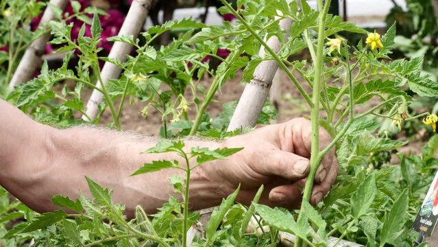 A farmer's hands pruning branches from a tomato plant and tying it up to make it grow. Selective focus