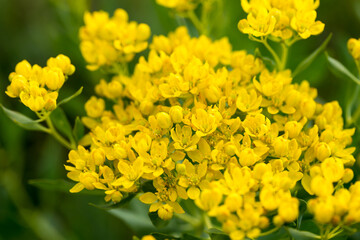 Euphorbia virgata, known as leaf spurge or wolf's milk. is a species of milkweed native to Europe and Asia and introduced to North America