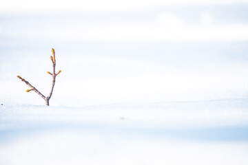 buds survive to snow 