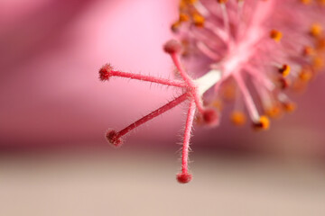 pink poppy autumn leaf