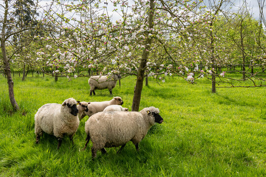 Agroforesterie, &eacute;levage de moutons dans un verger de pommiers. Race Shropshire, adapt&eacute;e au p&acirc;turage des vergers qui ne s'attaque pas aux &eacute;corces des arbres