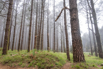 Obraz premium Forest with fog. Canary pine forest. Soil with vegetation. Tenerife, Canary Islands, Spain
