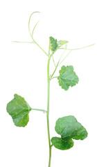 plant isolated on white, Green pumpkin leaves The tip of the gourd isolated with transparent background,