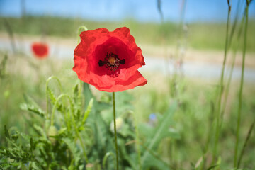 Poppy flower in cornfield. Red petals in green field. Agriculture on the roadside.