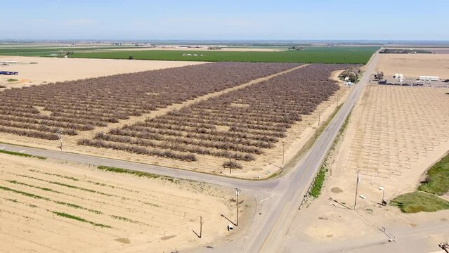 Establishing aerial view flying towards Central valley orchard with rows of dead trees on California farmland