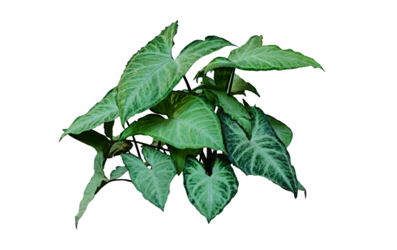 leaves isolated on white,green raw leaves isolate on psd transparent file kochu pata Green plant green leaves palm tree lea, png, flower, pink, green, nature, plant, foliage, eco, tropical, rain