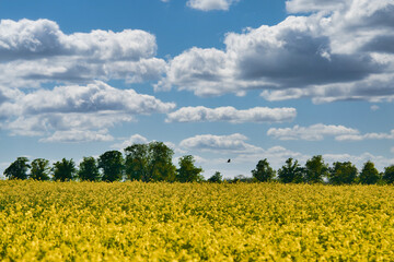 Obraz premium Rape with yellow flowers on the canola field. Cloudy sky. Product for edible