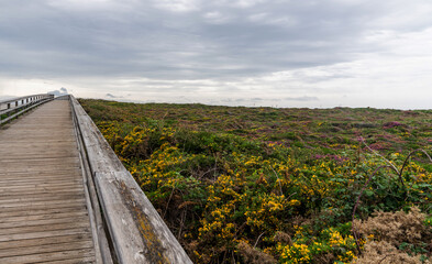 Fototapeta na wymiar Beautiful wooden walkway on the beach along the ocean. Wooden path at coastline Atlantic ocean over flowering bushes near Catedrales Beach, coast in northern Spain. Tourist place.