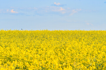 Obraz premium Rape with yellow flowers in the canola field. Product for edible oil and bio fuel