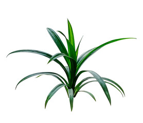 plant isolated on white, palm tree leaf tree branch png flower pink green nature plant foliage eco...