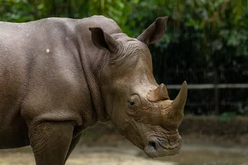 Foto op Aluminium A closeup shot of a white rhinoceros or square-lipped rhino Ceratotherium simum head while playing in a park in singapore © Tatiana Kashko