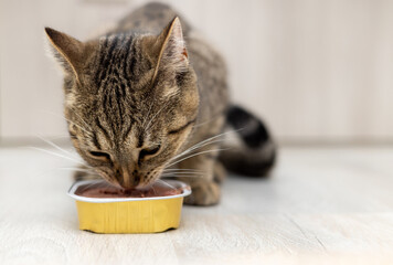 portrait of tabby cat female kitty eating wet food from aluminum container on floor kitchen tiles...