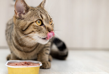 portrait of tabby cat female kitty eating wet food from aluminum container on floor kitchen tiles background top or side view.hungry kitty licking muzzle,feeling pleasure from food.grooming mouth - obrazy, fototapety, plakaty