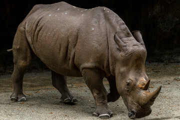 Rhino in Singapore Zoo. The zoo attracts about 1.6 million visitors each year.