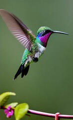 Obraz premium hummingbird art