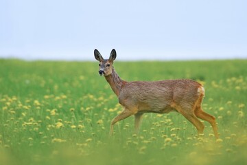 A doe walks through a spring meadow in bloom. Capreolus capreolus. Wildlife scene with a roe deer. 