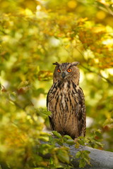 A beautiful egle owl sits on a beech branch. Bubo bubo. Autum,n scene with a beautiful owl. 