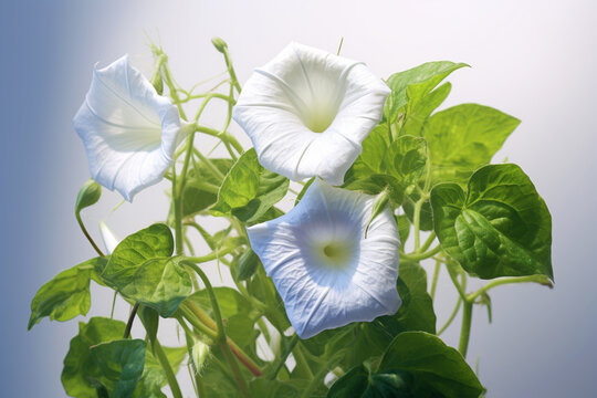 A photo showcasing Morning glory (Rivea corymbosa), emphasizing its delicate white flowers, heart-shaped leaves, and presence of psychoactive ergoline alkaloids. Generative AI technology.