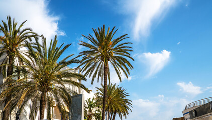 Fototapeta premium Palm trees against blue sky. Palm trees at tropical coast, coconut tree, summer tree. Coconut palms, beautiful tropical background.